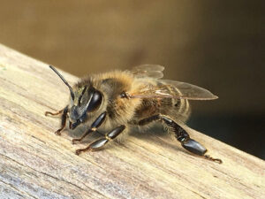 Bienen