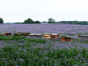 Bienen im Phacelia Feld